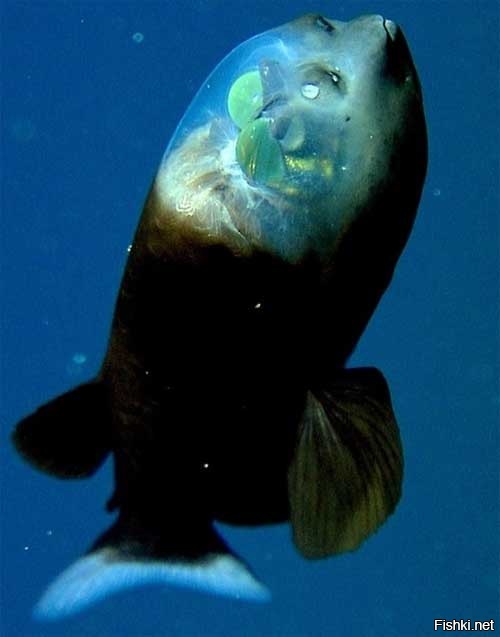 https://fishki.net/upload/users/388633/201503/24/4211ab75dfe64dcfe1c83de325a1044c.jpg