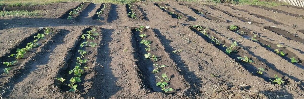 Самоизоляция на деревенском участке, совмещаем приятное с полезным.
