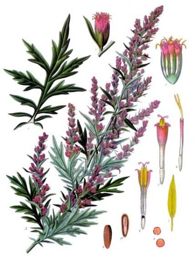 https://www.kostbarenatur.net/wp-content/uploads/2015/10/Artemisia_vulgaris_-_K%C3%B6hler%E2%80%93s_Medizinal-Pflanzen-016-400x550.jpg