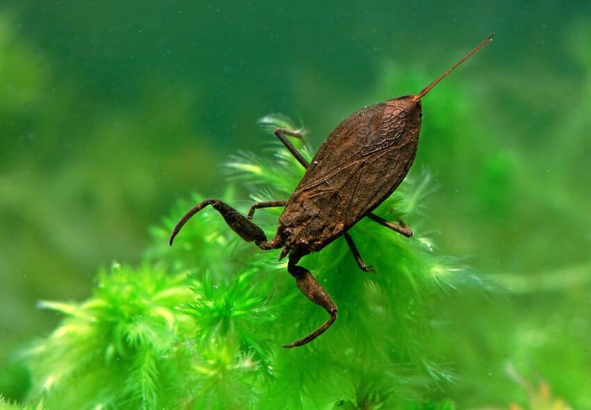 Насекомые водоемов. Водяной Скорпион NEPA cinerea. NEPA cinerea (обыкновенный водяной Скорпион). Водяной Жук Жук-плавунец водяной клоп. NEPA cinerea Речной Скорпион.