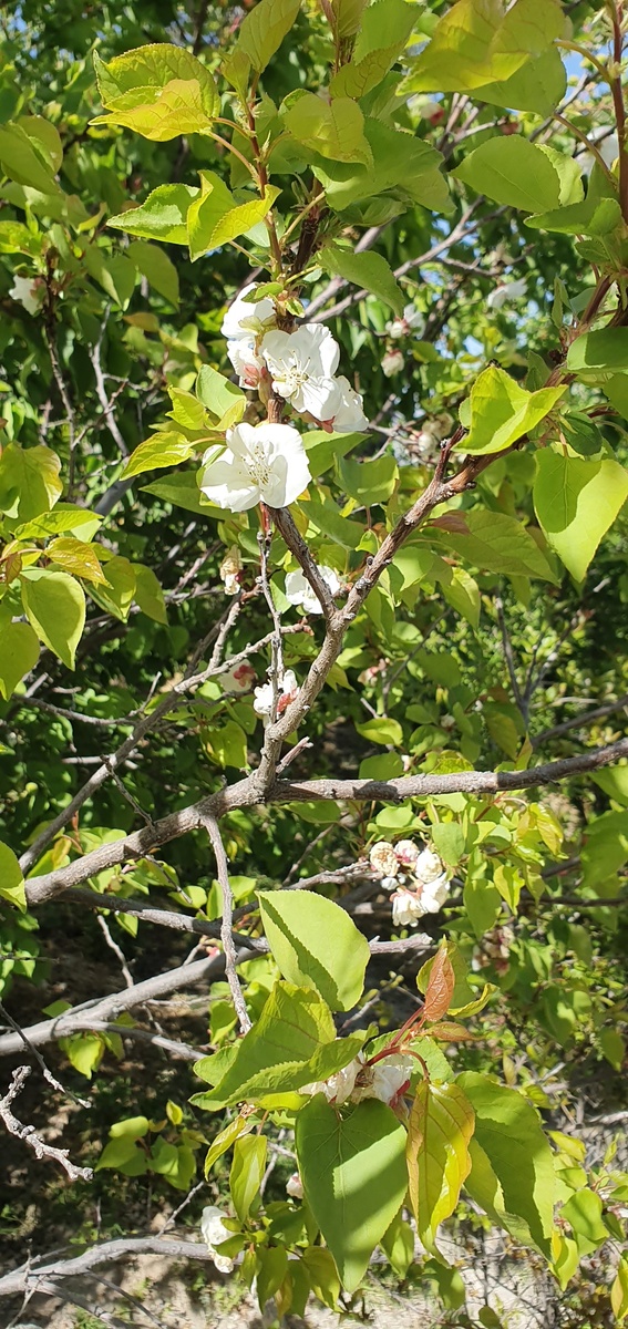 Цветение абрикосов. Конец сезона.