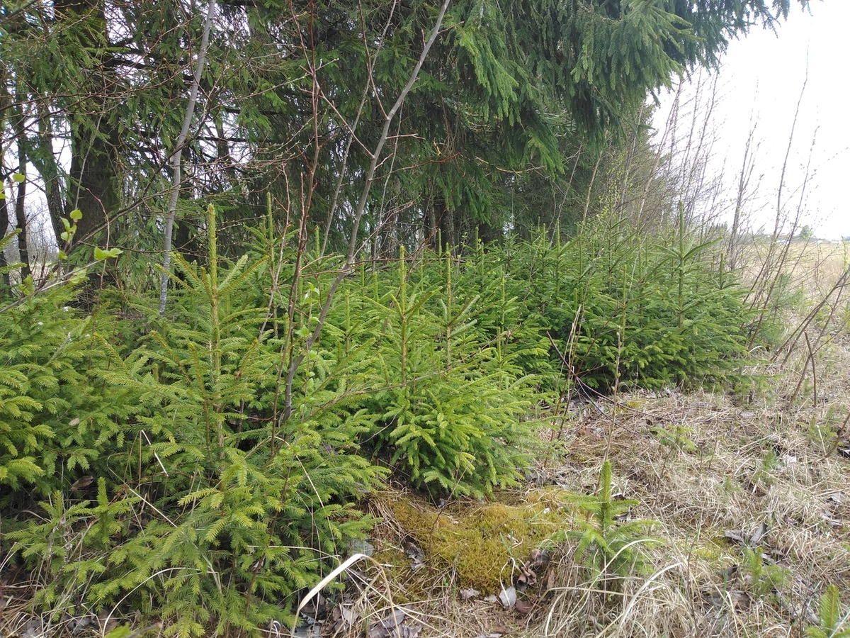 Молодые ёлочки приятно радуют глаз