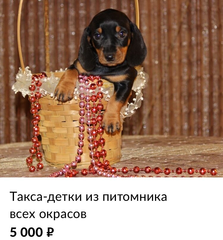 А если без документов, то именно такс часто отдают бесплатно в хорошие руки.