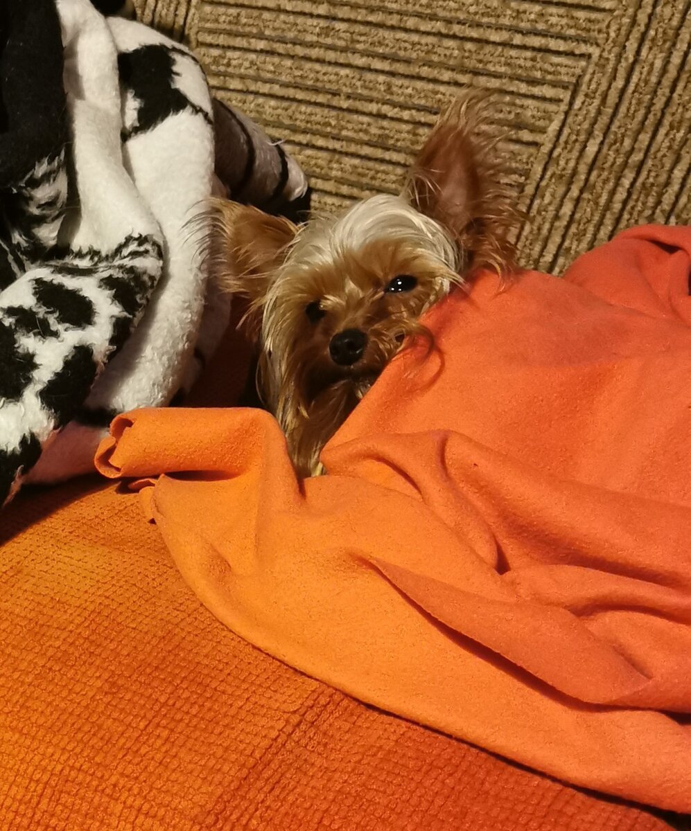 Собаки похожи на своих хозяев. Пряник отлично отражает мою суть по утрам... Дням и вечерам...