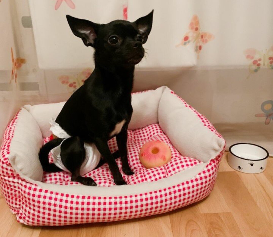 Собака моей знакомой в подгузнике