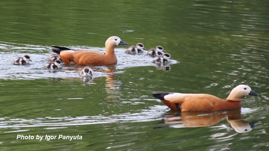Утиное семейство с 1-2 дневными утятами на пруду