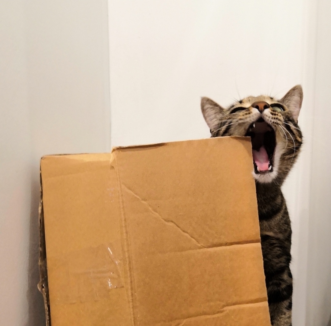 Инстаграм @mrkotkins