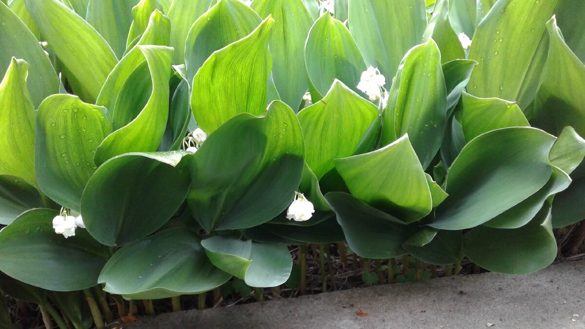 Ландыши выстояли