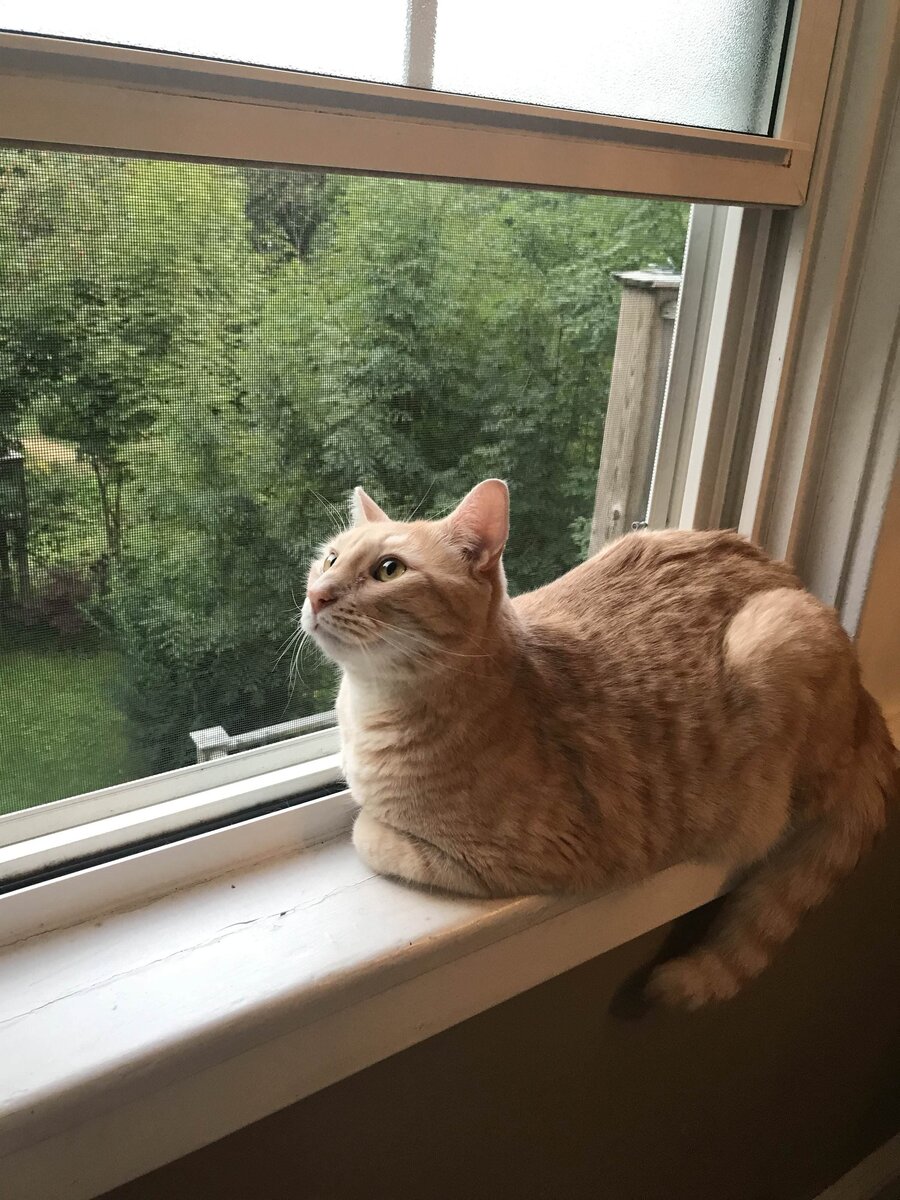 Фото из свободных источников 