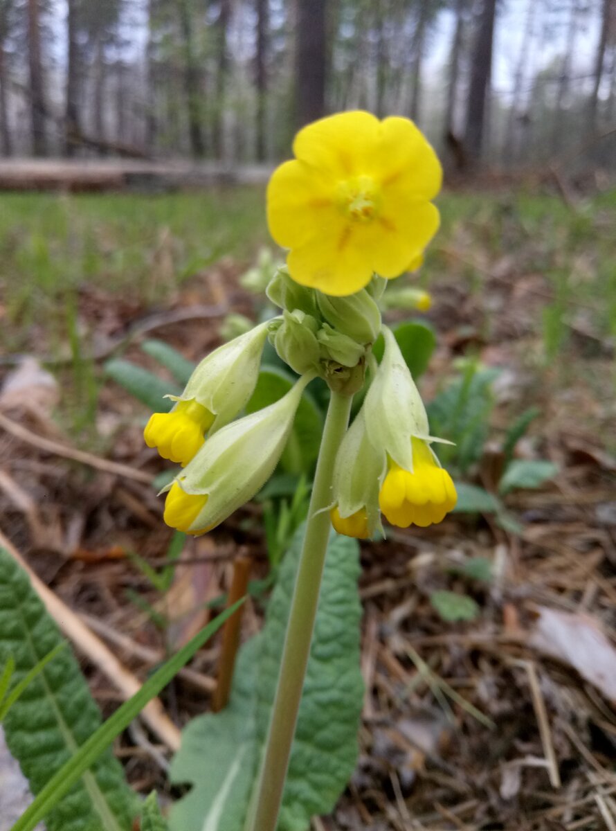цветки крупно