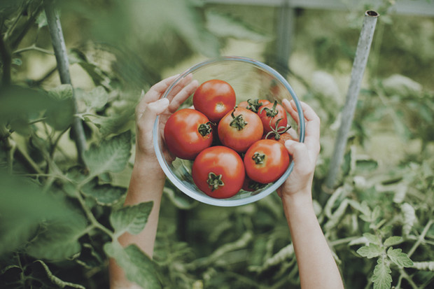 Выбирайте помидоры, выращенные на дачных участкахФотоGetty Images /Moment