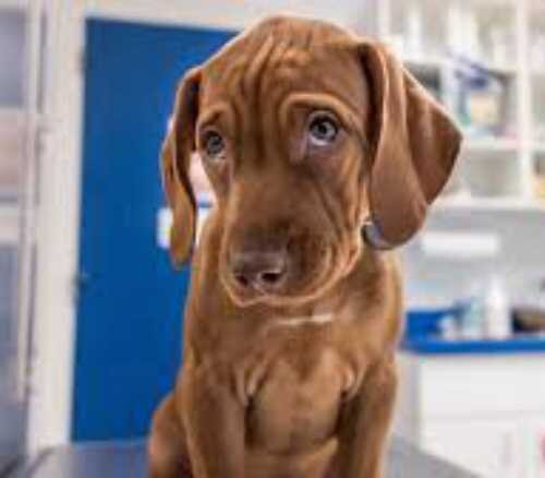 Основные причины недержания мочи у собак после стерилизации