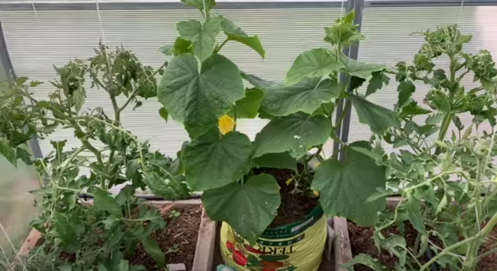 Способ посадки огурцов в мешках. Очень удобно и практично.