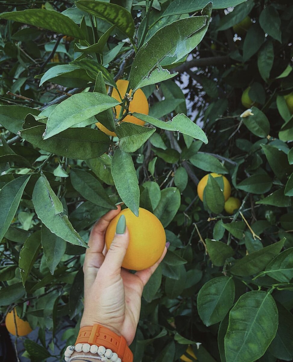 Это апельсины во дворе дома, где жила когда работала 