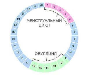 Цикл женских дней
