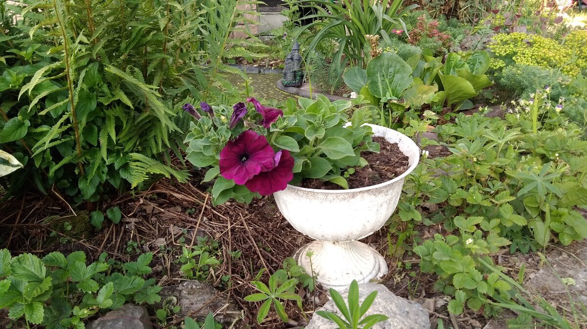 Фасциированная петуния цвела очень пышно.