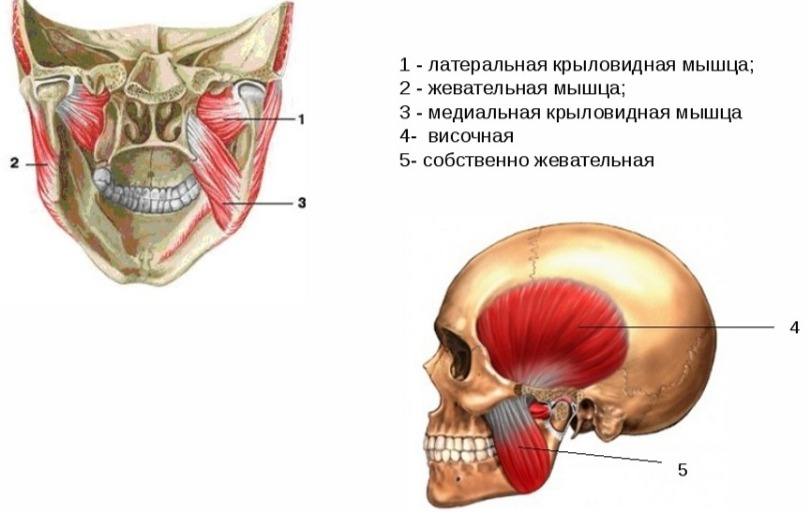 Жевательные мышцы. Иллюстрация из открытых источников.