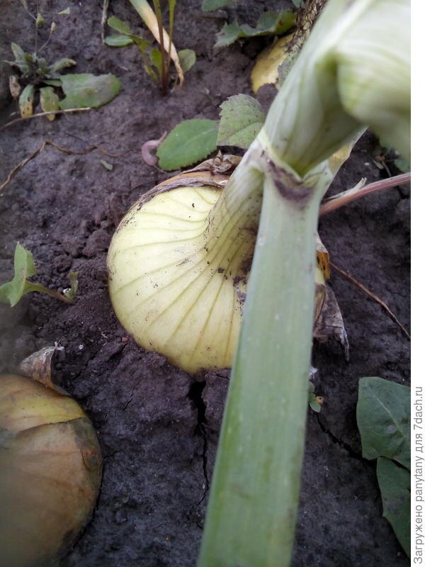 
На грядке 'Восторг'
