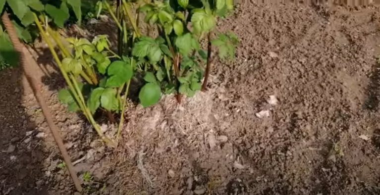 На фото прошлого года показаны побеги плодоношения.