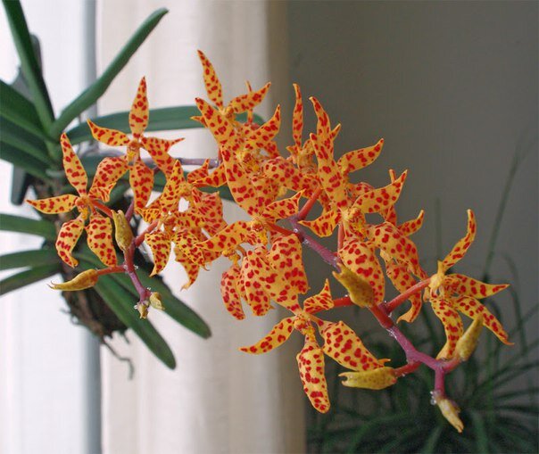 Ренантера монахика (Renanthera monachica). Фото интернет