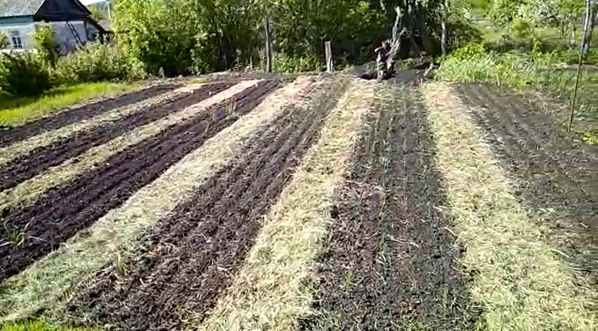 Грядки и тропинки между ними