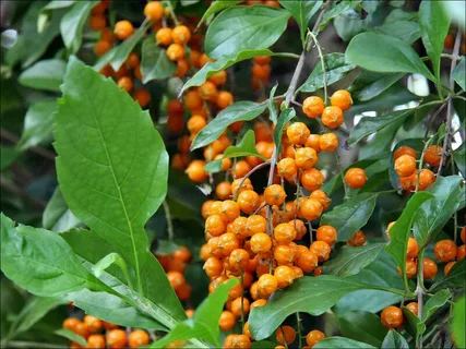 взято с https://yandex.ru/search/?text=Древогубец&clid=2149674-305&win=338&lr=4&noreask=1&ento=0oCgpydXczOTQ4MjAxEhFlbncyOTI0NjMyNzphc3NvYxgCQinQmtC10LvQsNGB0YLRgNGD0YEg0J_QsNC90LjQutGD0LvQsNGC0YPRgW0X2b4