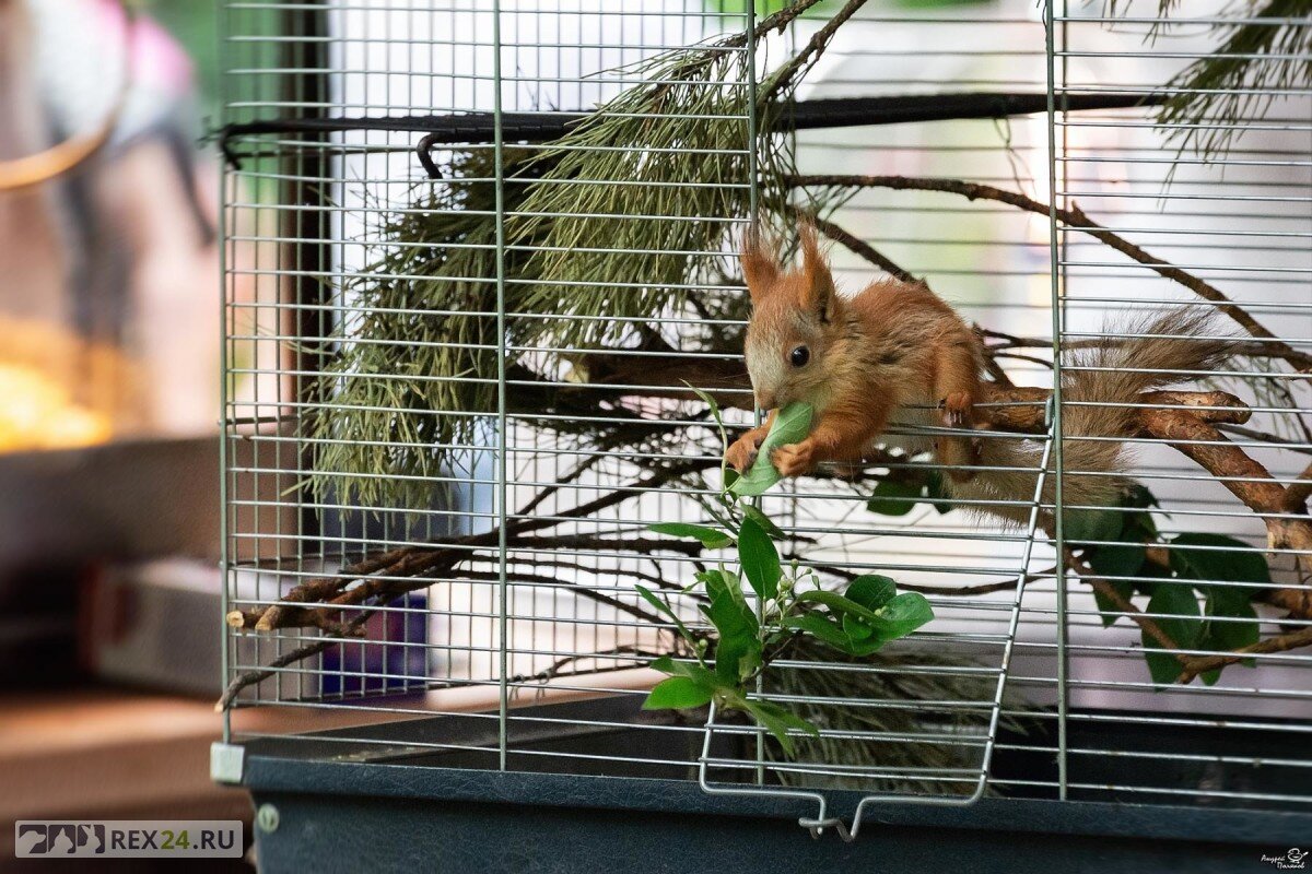 Фото: новосибирский зоопарк