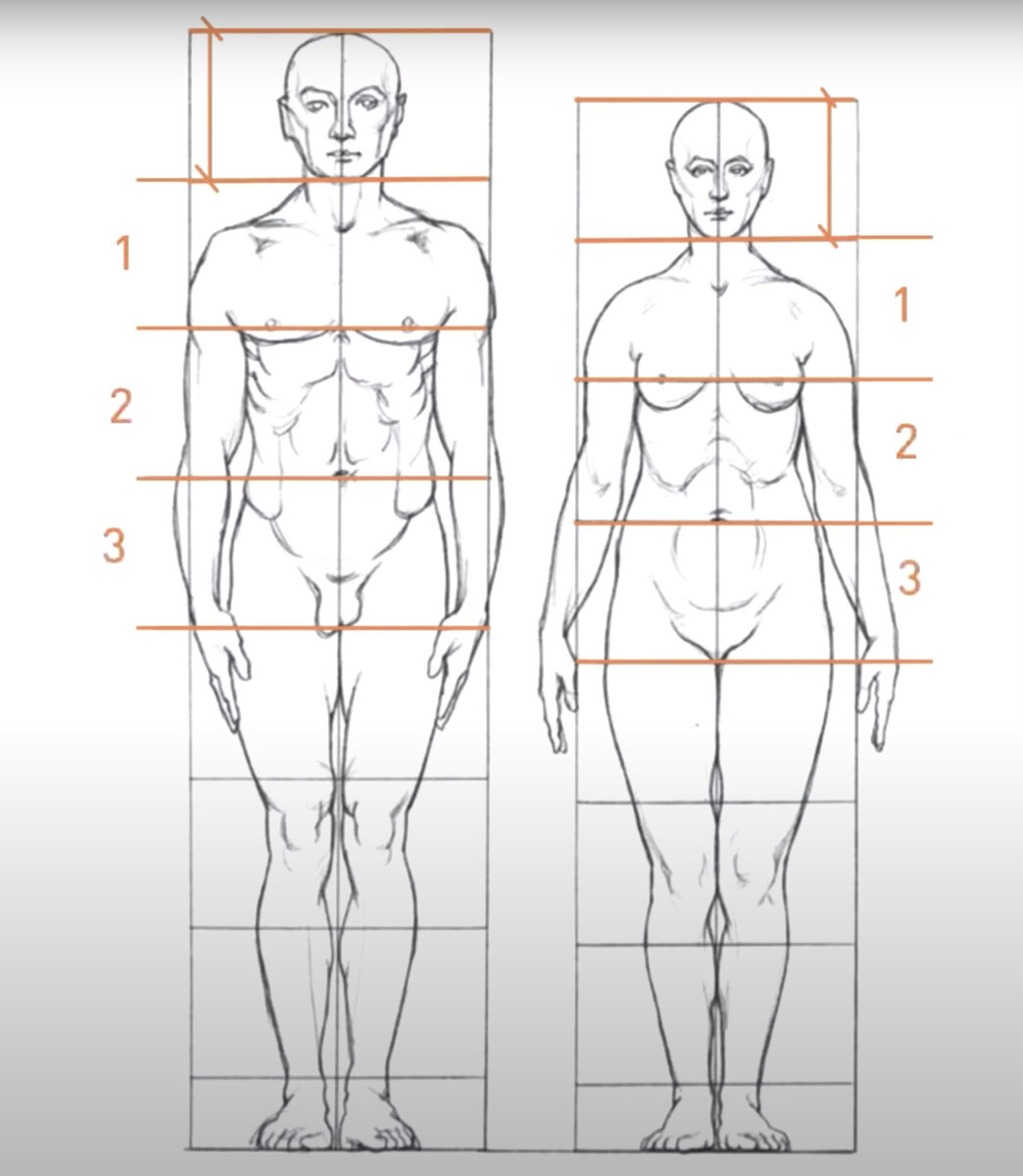Как рисовать человека? Анатомия: так ли сильно нужно знать ее художнику |  ASTER - Ремонт квартир Казань | Дзен