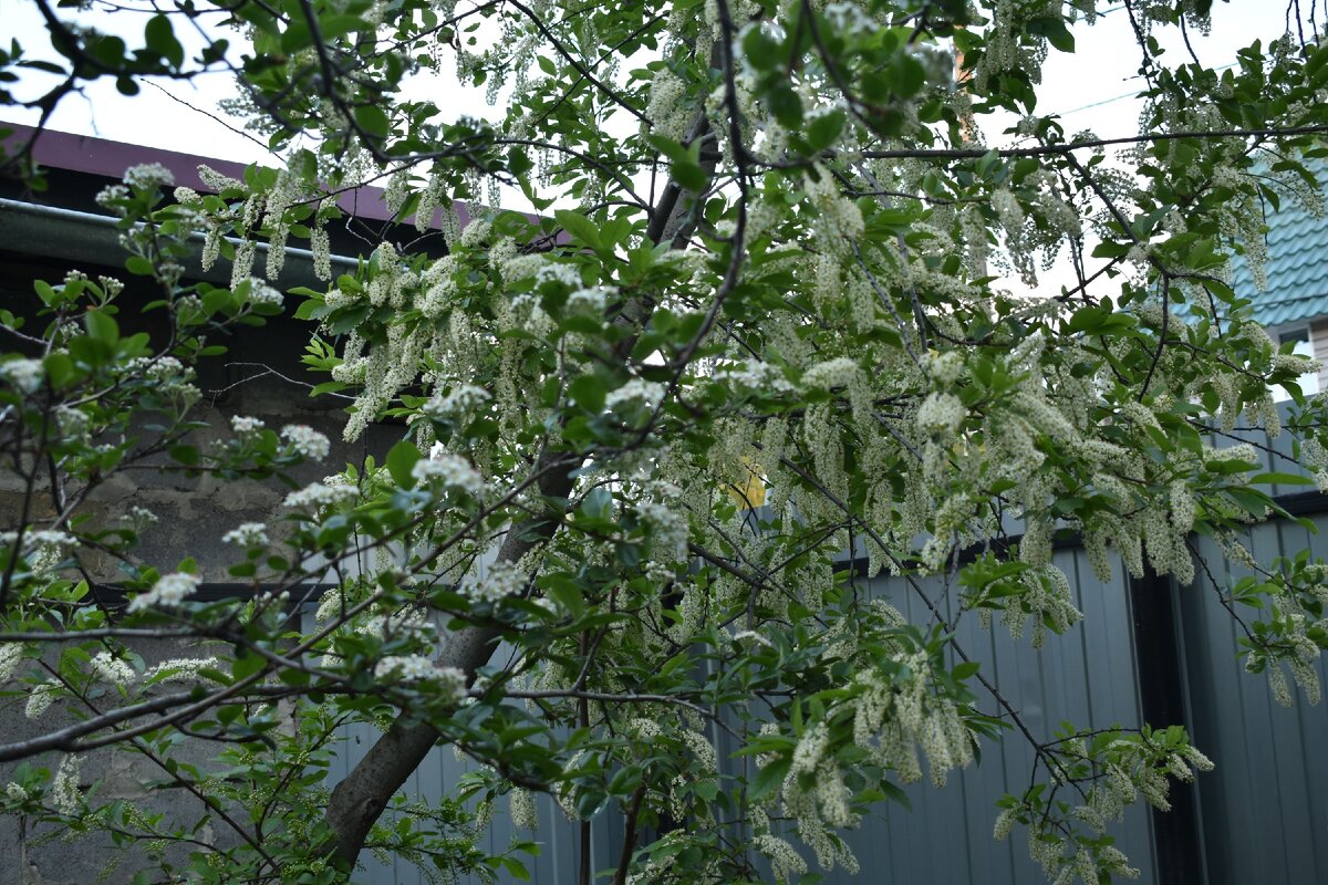 Фото автора: черёмуха и молодой чёрный орех.