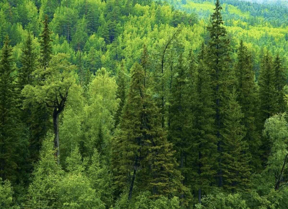 Один из мощнейших природных антиоксидантов содержится в комлевой части сибирской лиственницы