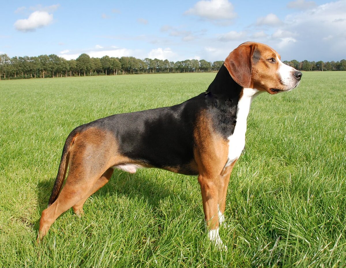 Изображение взято с https://yandex.ru/images/ 