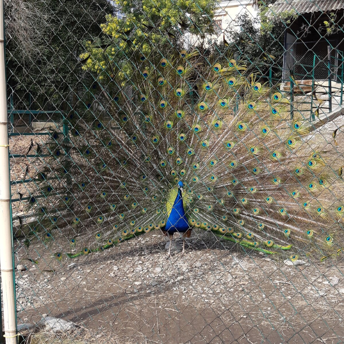 Павлин-Сочи-Дендрарий. Фото автора.