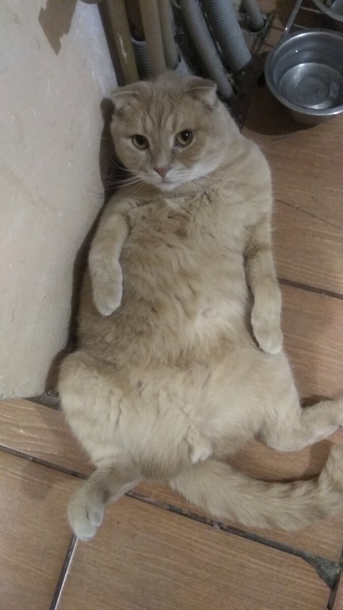 Из-за предвзятого и бестолкового отношения "Алгоритма Дзен" раб этого красавца не исполняет свои обязанности. 