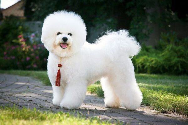 2. Бишон-фризе