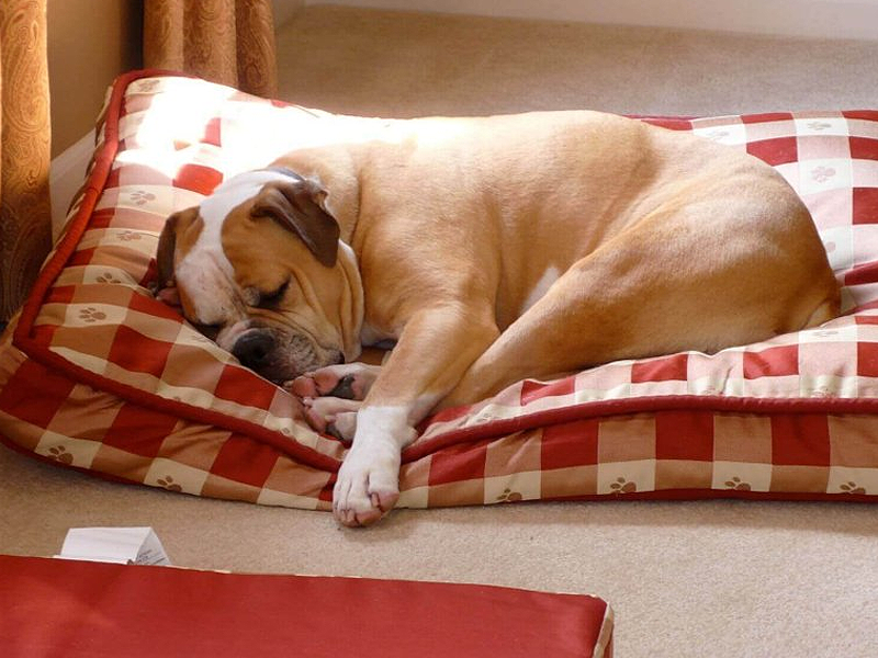 Подстилка для собаки