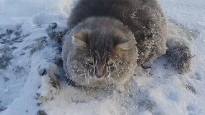 Хозяева опознали замерзшего кота Твикса и решили обратиться в суд: Звери: Из жизни: qwkrtezzz.ru
