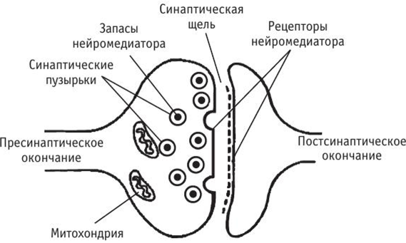 Схематическое изображение синапса              (фото с просторов интернета)