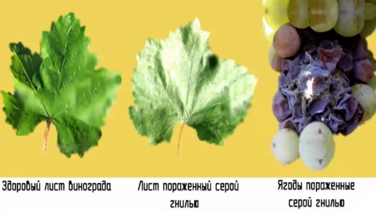 Источник: Яндекс картинки 