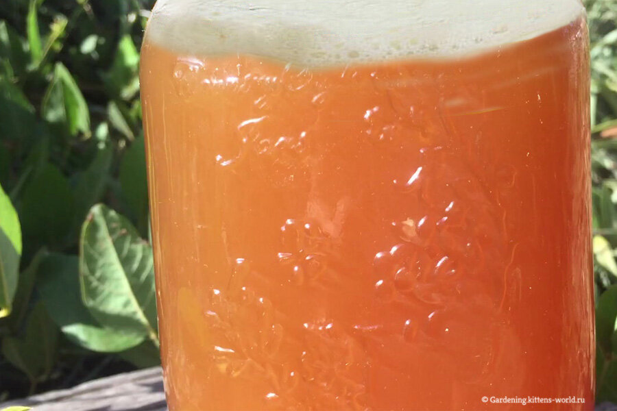 Брага - Волшебный напиток для растений