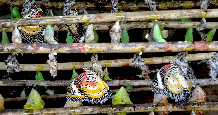 Banteay Srey Butterfly Center (BBC)