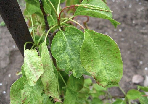 Эта зараза тормозит рост дерева в целом