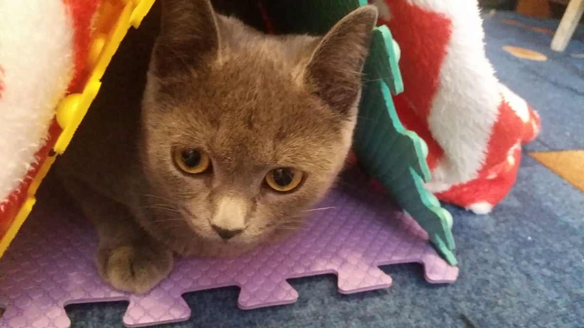 Фото из личного архива, Бусик залез в гараж, который наш младший сын "построил" для своих игрушек-машинок