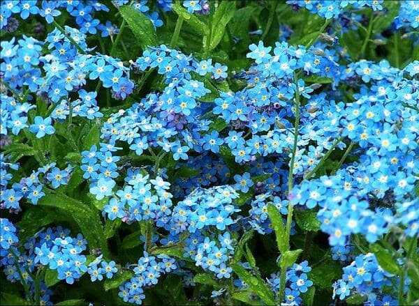 Фото https://dizaynland.ru/odnoletnie-rasteniya-stranitsa-3/nezabudki/amp