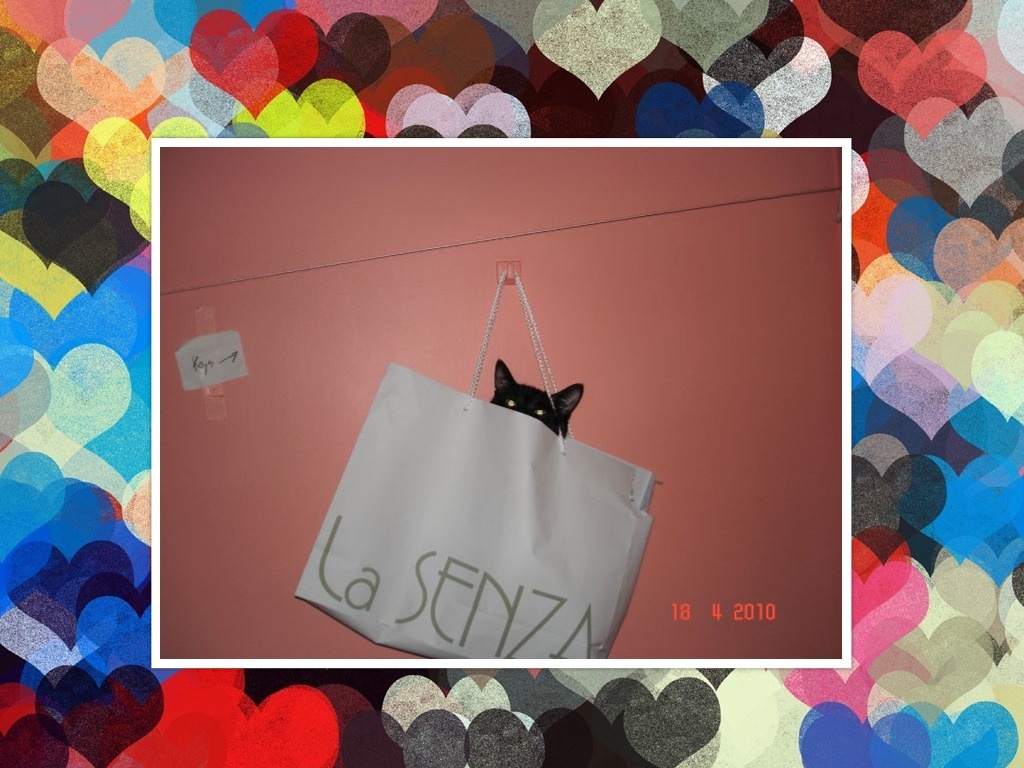 Котик Соник  Фото и коллаж личные   