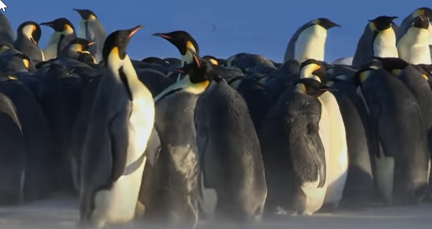 Всегда найдутся темы для общения в колонии императорских пингвинов  