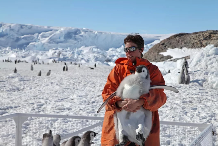 Климатическая среда на Северном полюсе тоже комфортная для пингвинов, чего не скажешь о соседстве с северной фауной, полной голодных песцов, полярных волков и белых медведей