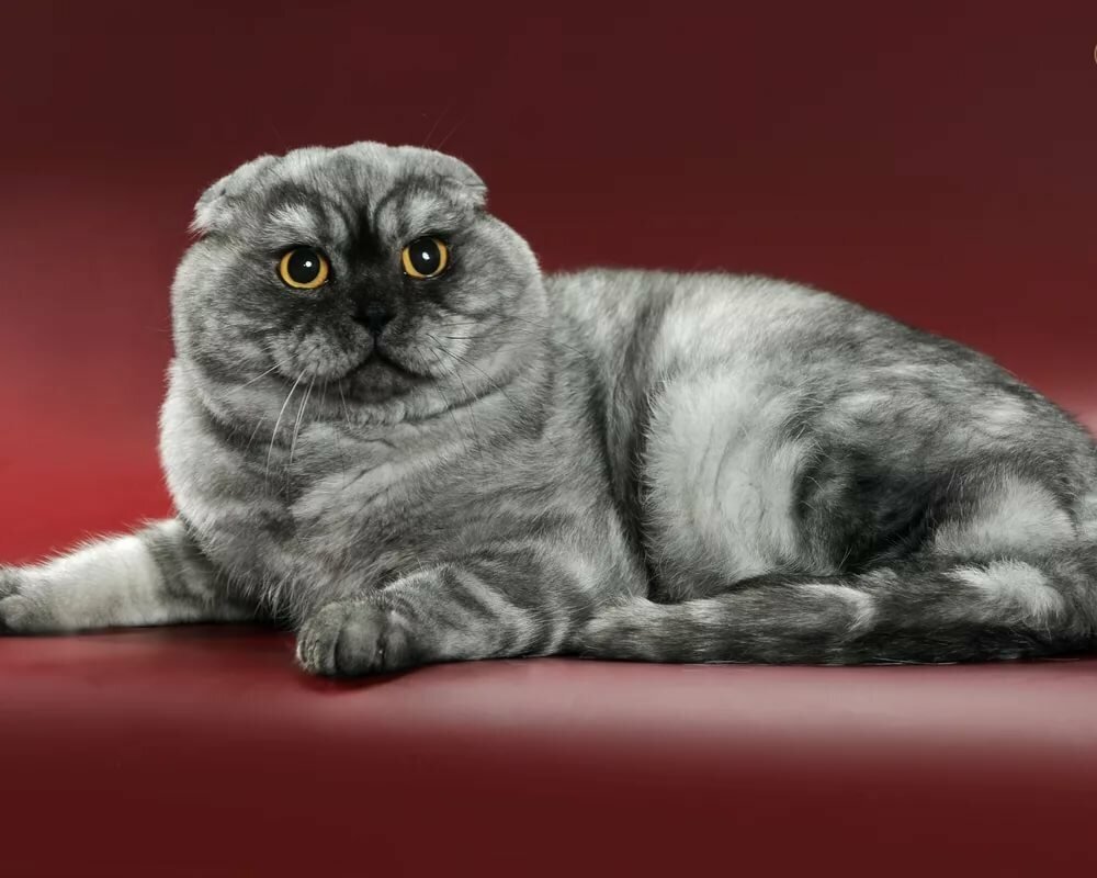 (Scottish Fold)