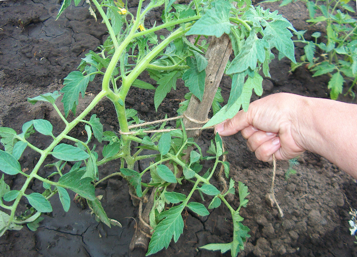 Изображение взято с сервиса Яндекс.Картинки