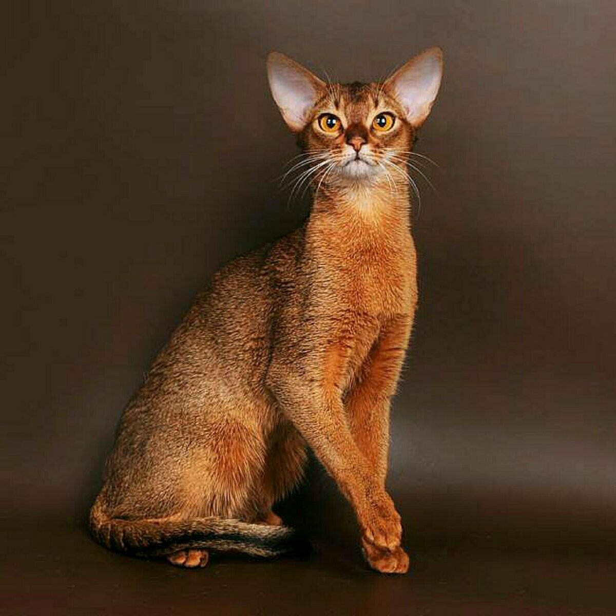 Как выглядят кошки породы. Чаузи и Абиссинская. Абиссинская кошка. Кот породы абиссинец. Кошка Египетская абиссинец.