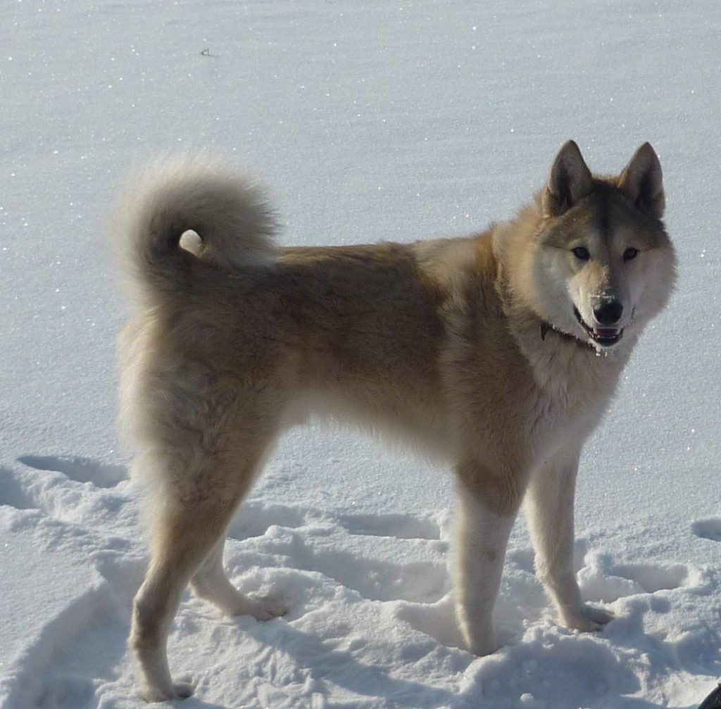 Западно-Сибирская лайка (ЗСЛ). Фото взято из интернета. 